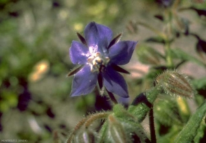 Borago-officinalis3