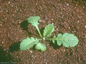 Brassica-nigra4