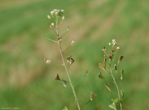 Capsella-bursa-pastoris5