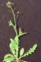 Capsella-bursa-pastoris7