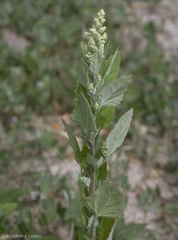 Chenopodium-album5