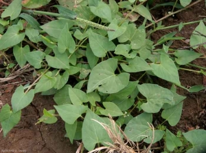 Polygonum-convolvulus7