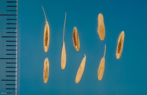 lolium_multiflorum