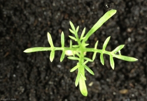 matricaria-chamomilla2