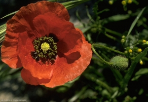 Papaver-rhoeas3