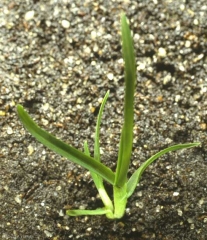 poa-annua6