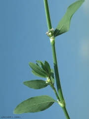 polygonum-aviculare4