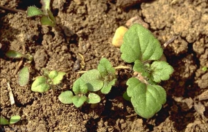 Veronica-persica