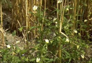 viola-tricolor2