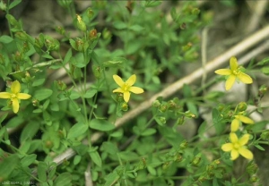 Hypericum-humifusum2