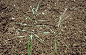 Bromus-diandrus2