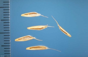 Bromus-hordeaceus