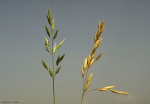 Bromus-hordeaceus4