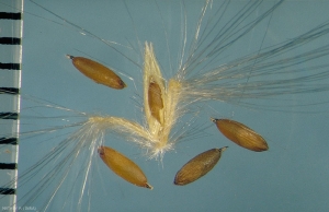 Bothriochloa-ischaemum