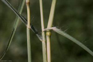 Bothriochloa-ischaemum2