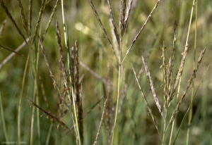 Bothriochloa-ischaemum5