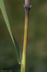 Bothriochloa-saccharoides3