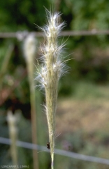 Bothriochloa-saccharoides6