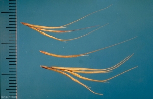 Bromus-madritensis