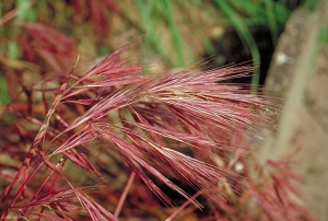 Bromus-madritensis3