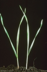 Bromus-madritensis6