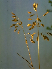 Bromus-secalinus3