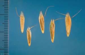 Bromus-squarrosus