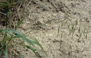 bromus-sterilis5