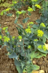 Bupleurum-rotundifolium3