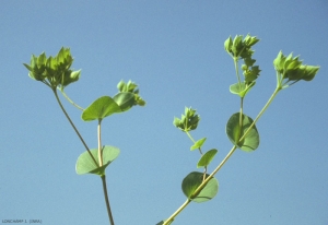 Bupleurum-rotundifolium6