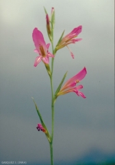 Gladiolus-italicus2