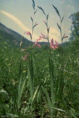 Gladiolus-italicus4
