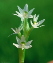 Heteranthera-reniformis2