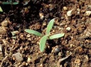 Calendula-arvensis5