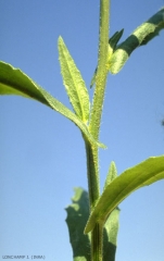 Camelina-microcarpa6