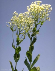 Lepidium-draba7