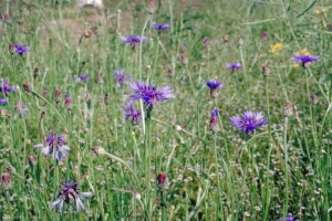 centaurea-cyanus2