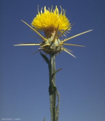 Centaurea-solstitialis2