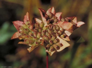 Bupleurum-rotundifolium8