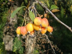 malus_pumila3