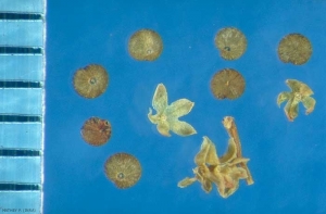 Chenopodium-polyspermum