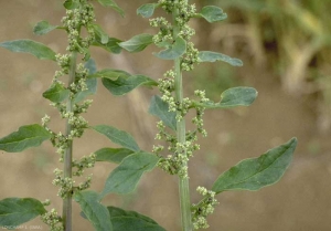 chenopodium_polyspermum2