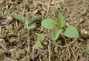 chenopodium_polyspermum3