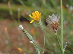 Chondrilla-juncea2