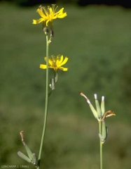 Chondrilla-juncea4