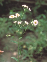 erigeron-annuus2