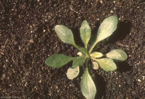 Erigeron-canadensis7