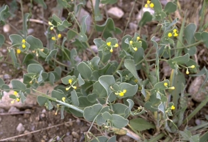 Coronilla-scorpioides2