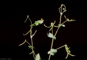 Coronilla-scorpioides5