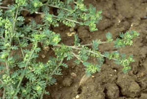 Lepidium-didymum4